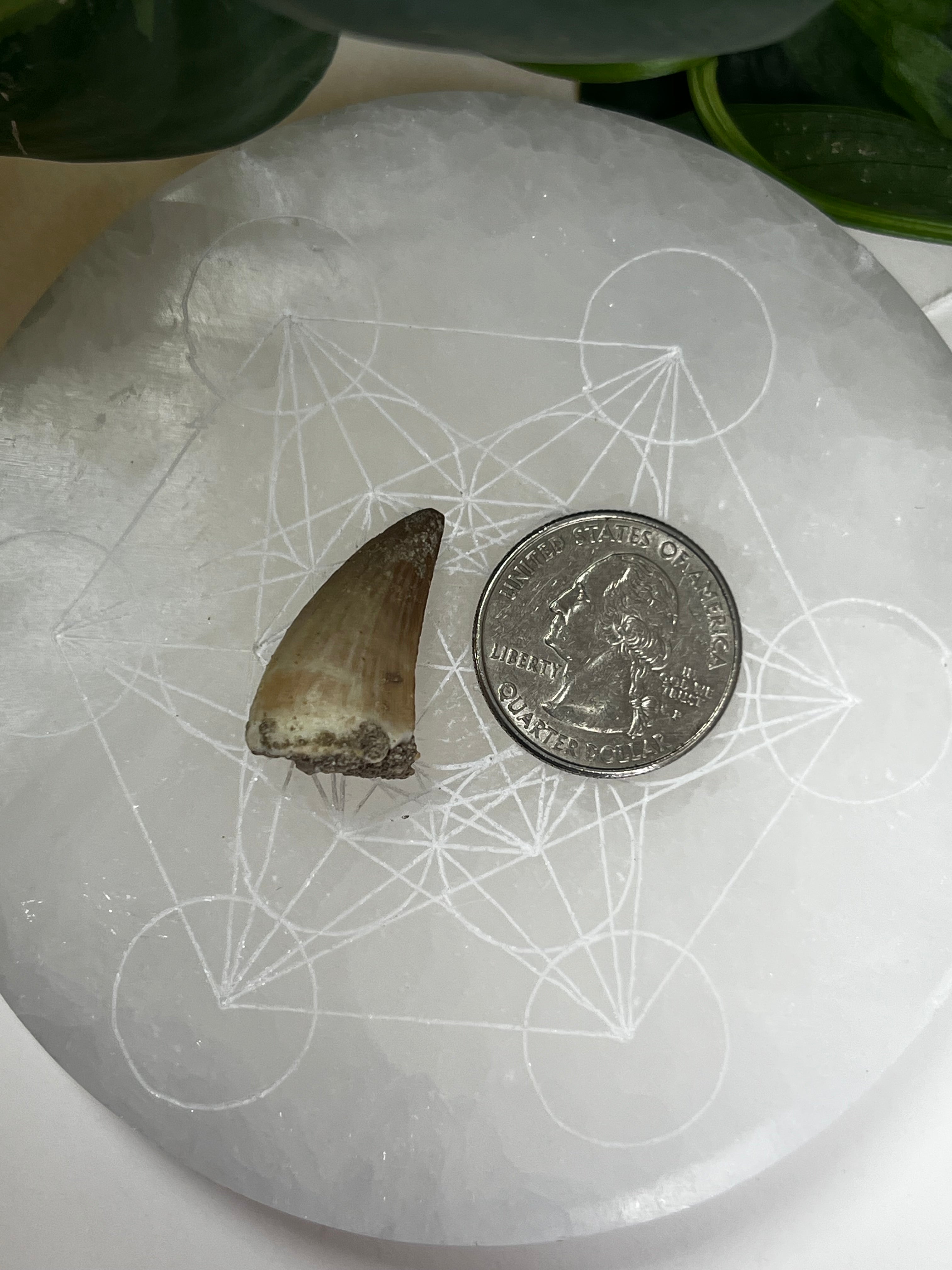 Mosasaur Teeth