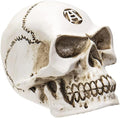 Philosophus Magus Alchemist Skull Gear Shift Knob & Paperweight