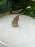 Mosasaur Teeth
