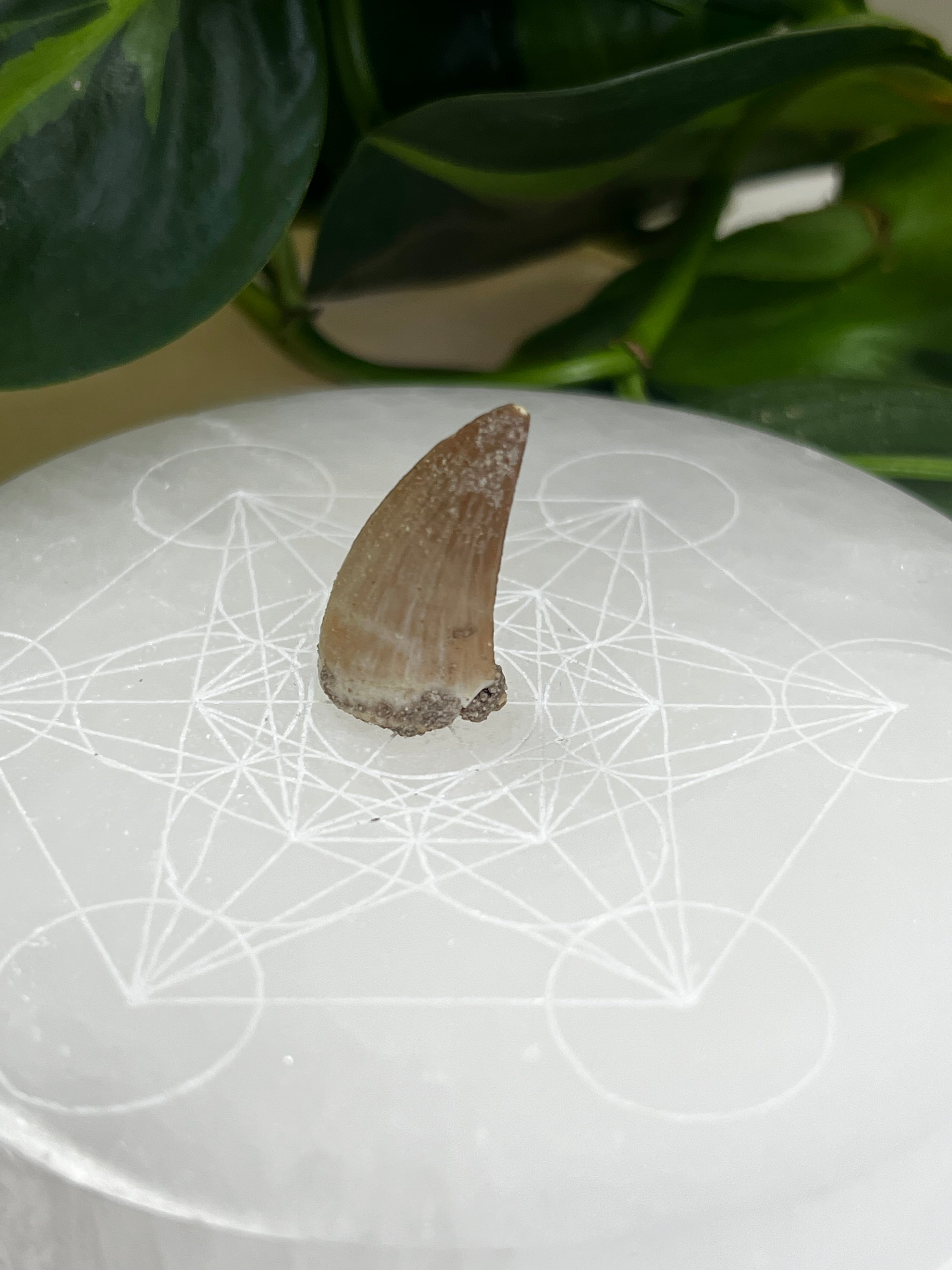 Mosasaur Teeth