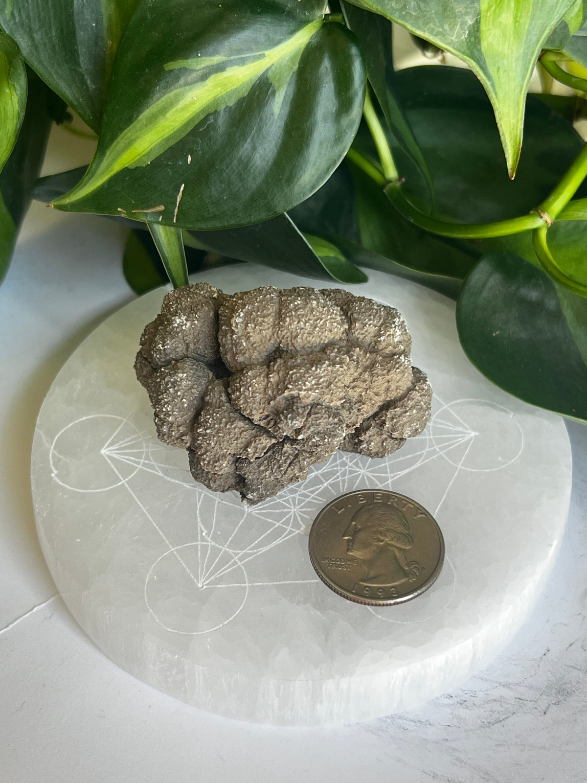 Raw Coprolite