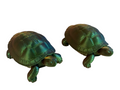 Turtle Spirit Animal