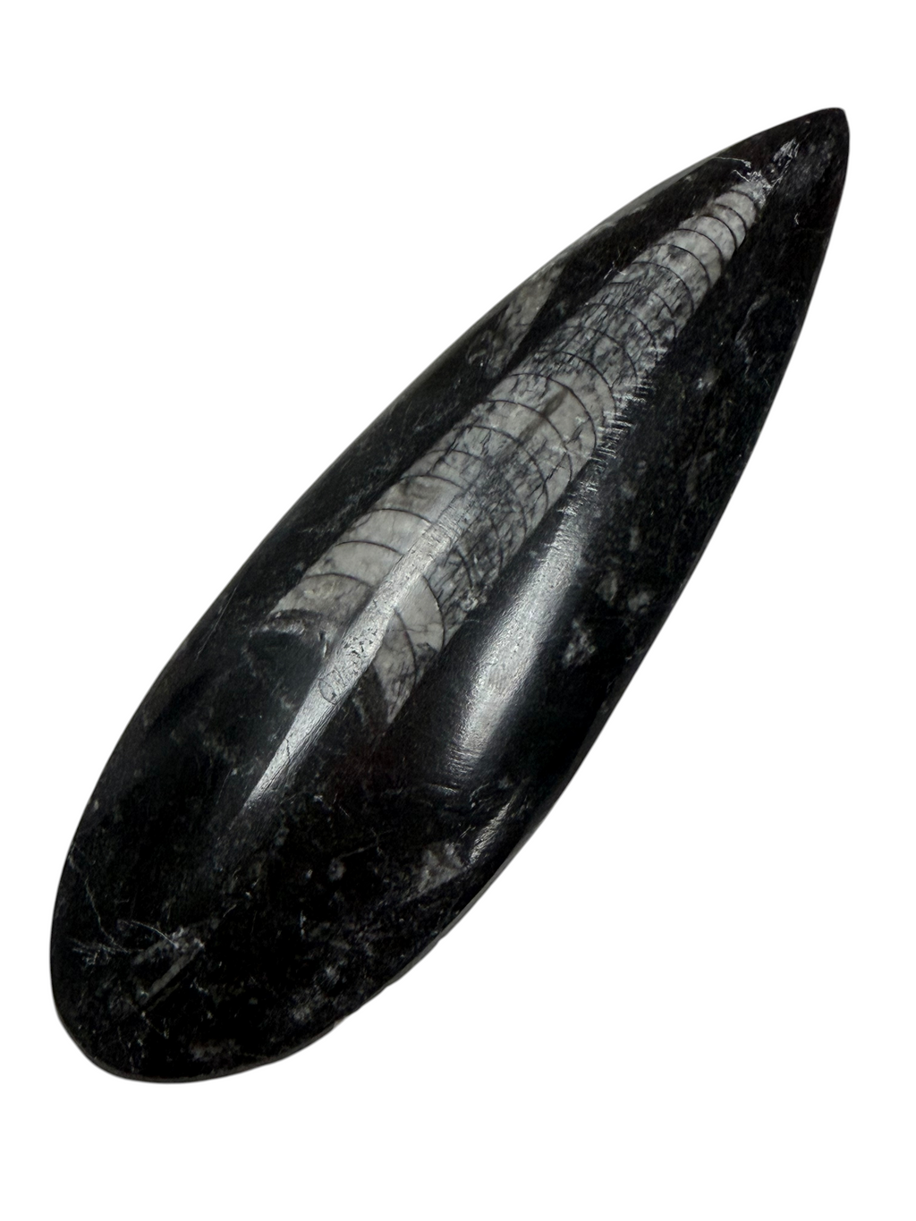Orthoceras Fossil Stone