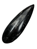 Orthoceras Fossil Stone