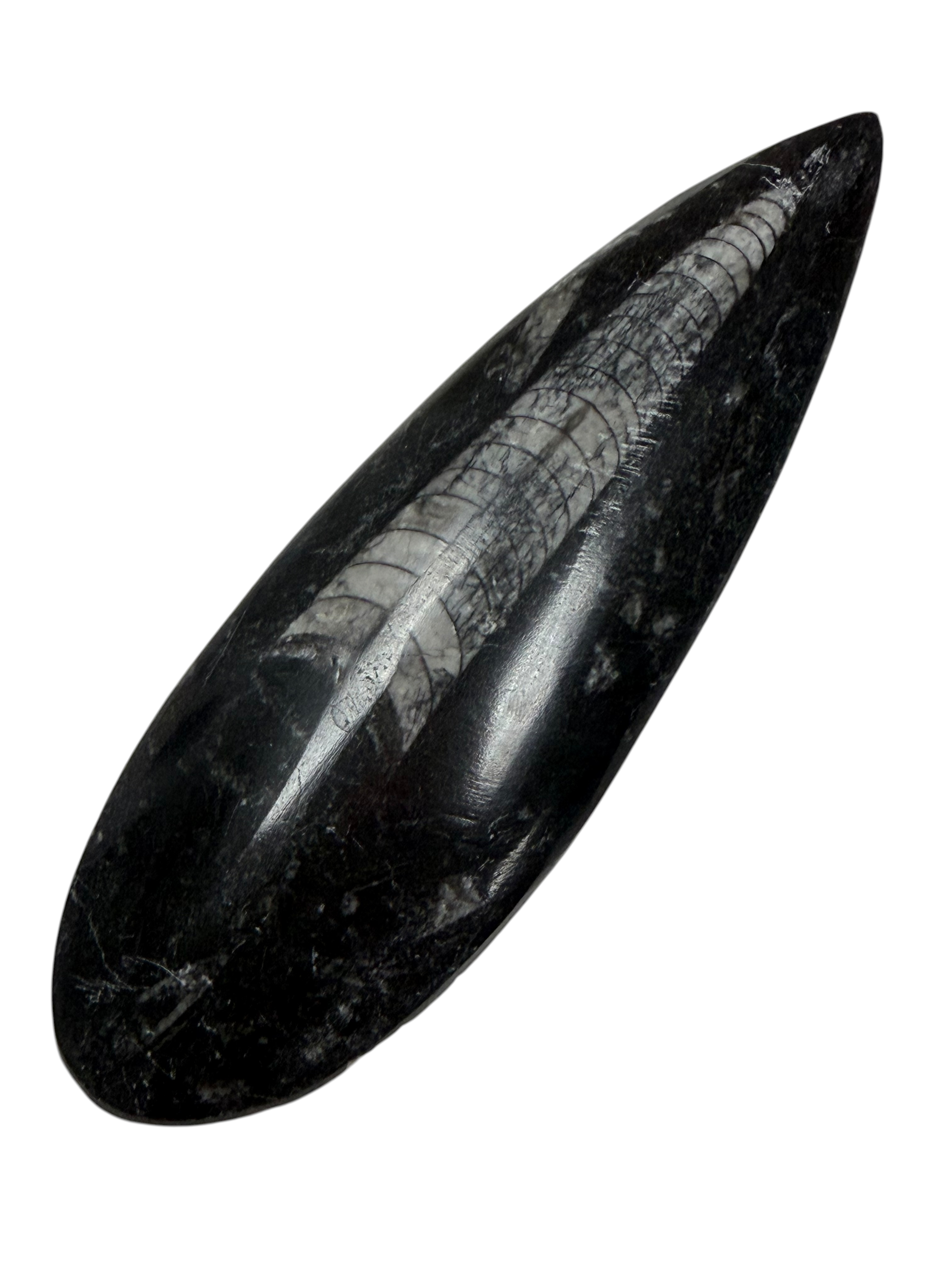 Orthoceras Fossil Stone