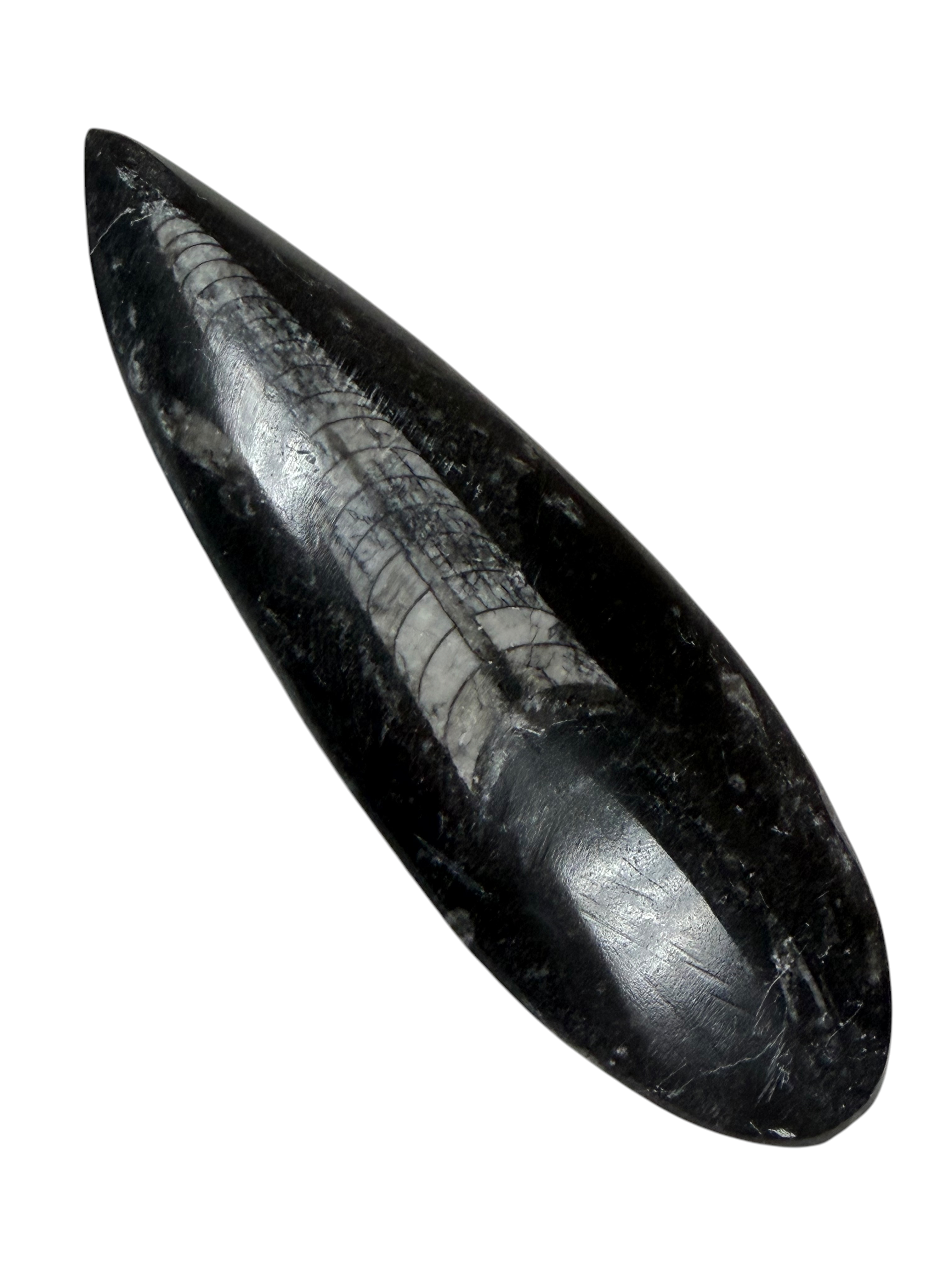 Orthoceras Fossil Stone