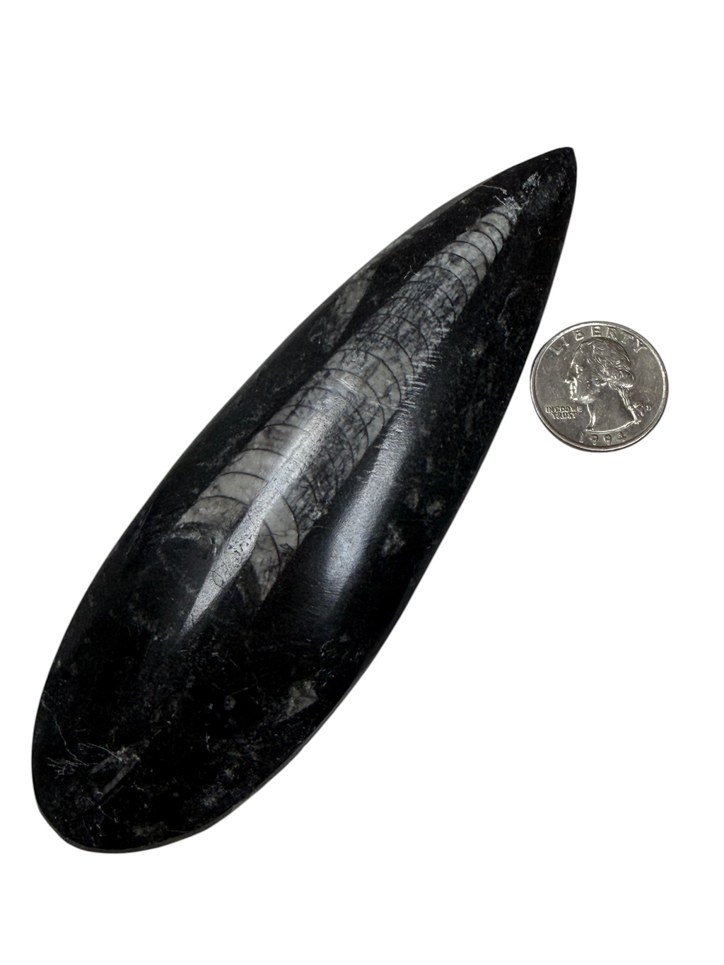 Orthoceras Fossil Stone