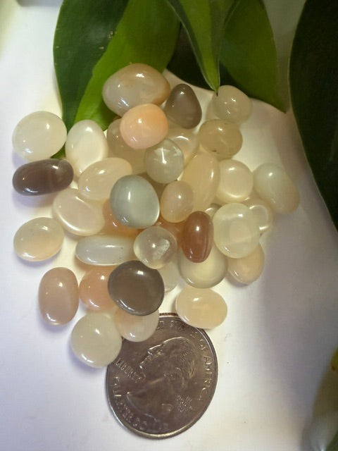 Tumbled Small Moonstone