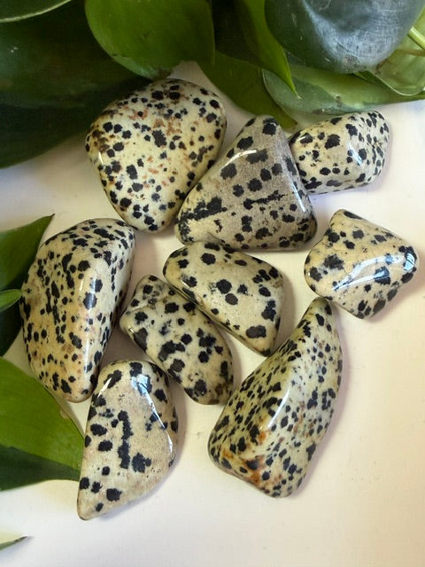 Tumbled Jasper Dalmation