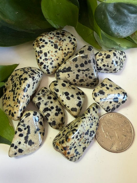 Tumbled Jasper Dalmation