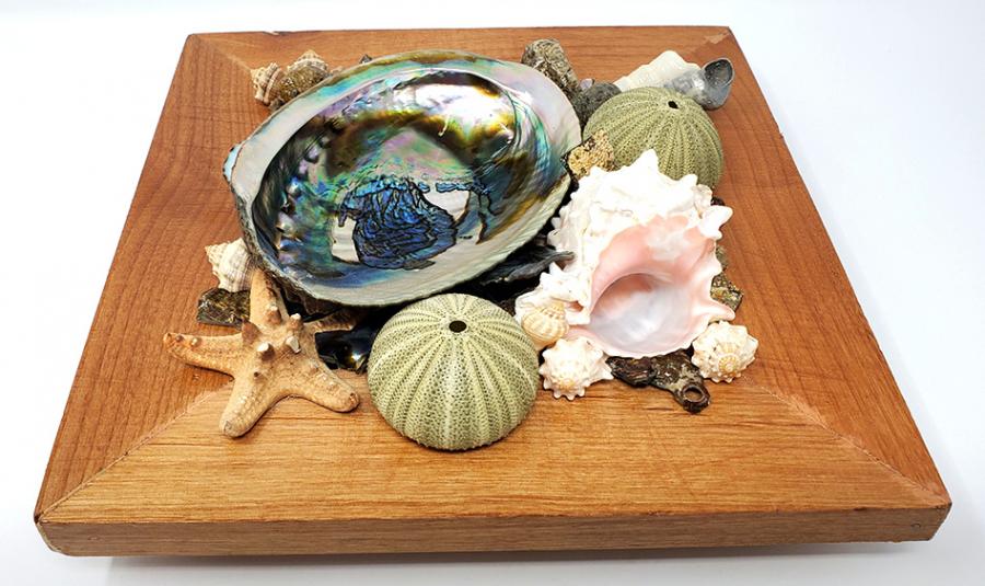 Abalone Shell Smudge Holder/Display Abalone Shell 5-6" on Wood Crate - 9.5"x9.5"x3"