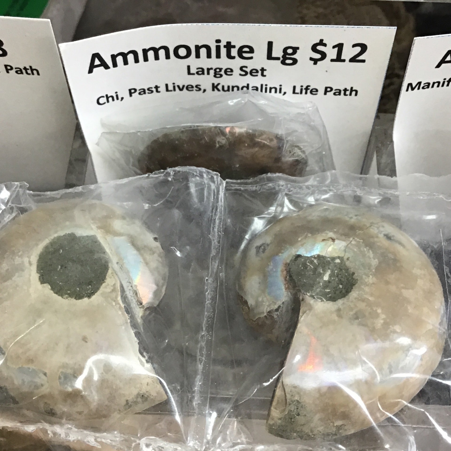 Tumbled Ammonite