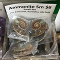 Tumbled Ammonite