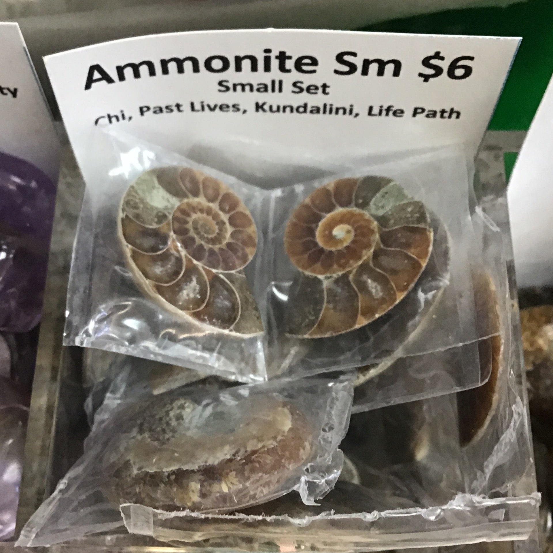 Tumbled Ammonite